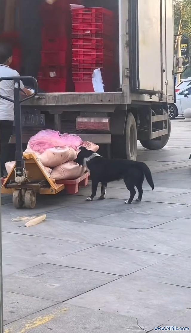 狗啃食超市猪肉 搬运工有目无睹