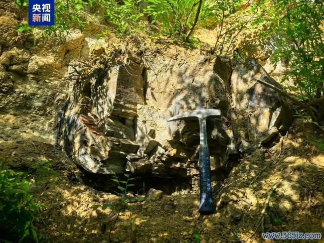 山西阳泉发现约2.95亿年前木化石