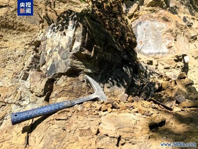 山西阳泉发现约2.95亿年前木化石 国度二级重心保护古生归天石现身